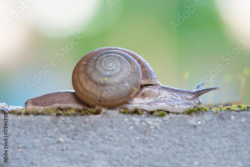 Snail on old wall