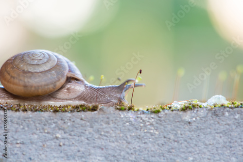 Snail on old wall