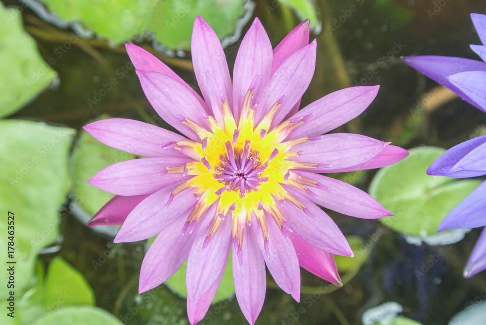 Lotus is a flower that familiar and favorable with Thai people from the past and a flower for Buddhism Lotus is a flower that familiar and favorable with Thai people from the past and a flower for Buddhism