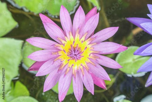Lotus is a flower that familiar and favorable with Thai people from the past and a flower for Buddhism