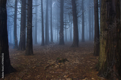 Mysterious dark old forest with fog in the Sintra mountains in Portugal photo