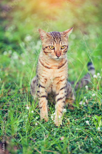 Pretty bengal cat sitting on green grass and looking aside at park.