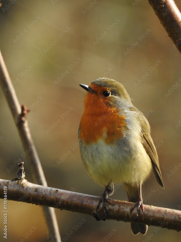 Fototapeta premium Beautiful robin