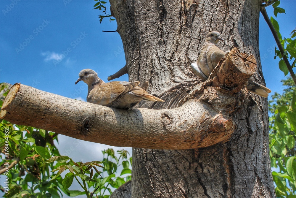 Obraz premium Pretty birds are on the branch...