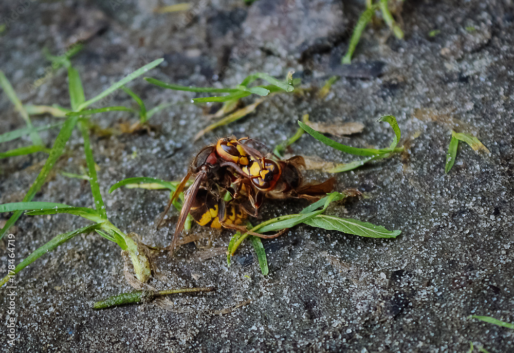 Two wasps are fighting on the ground in the park Two wasps are fighting on the ground in the park