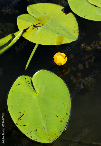 Beautiful flower water, yellow water lily