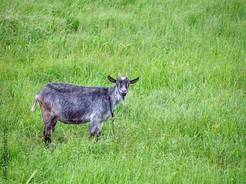 Konstfotografi Gray Goat Pasturing In Meadow