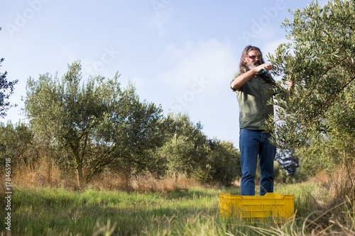 Man pruning olive tree in farm © wavebreak3