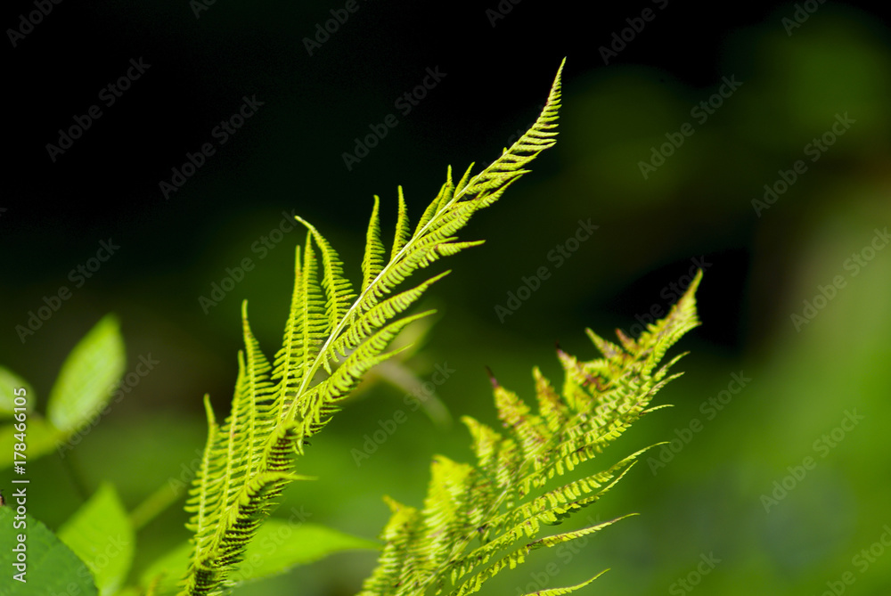 macro green leafs macro green leafs