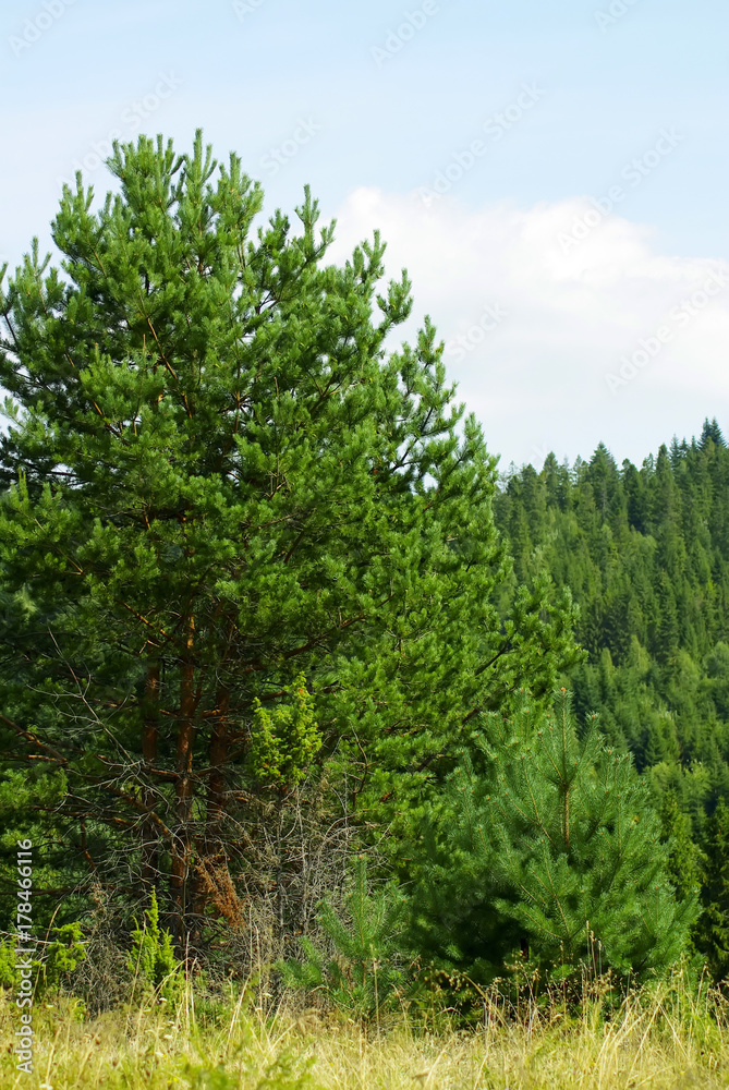 large spruce green tree in summer forest