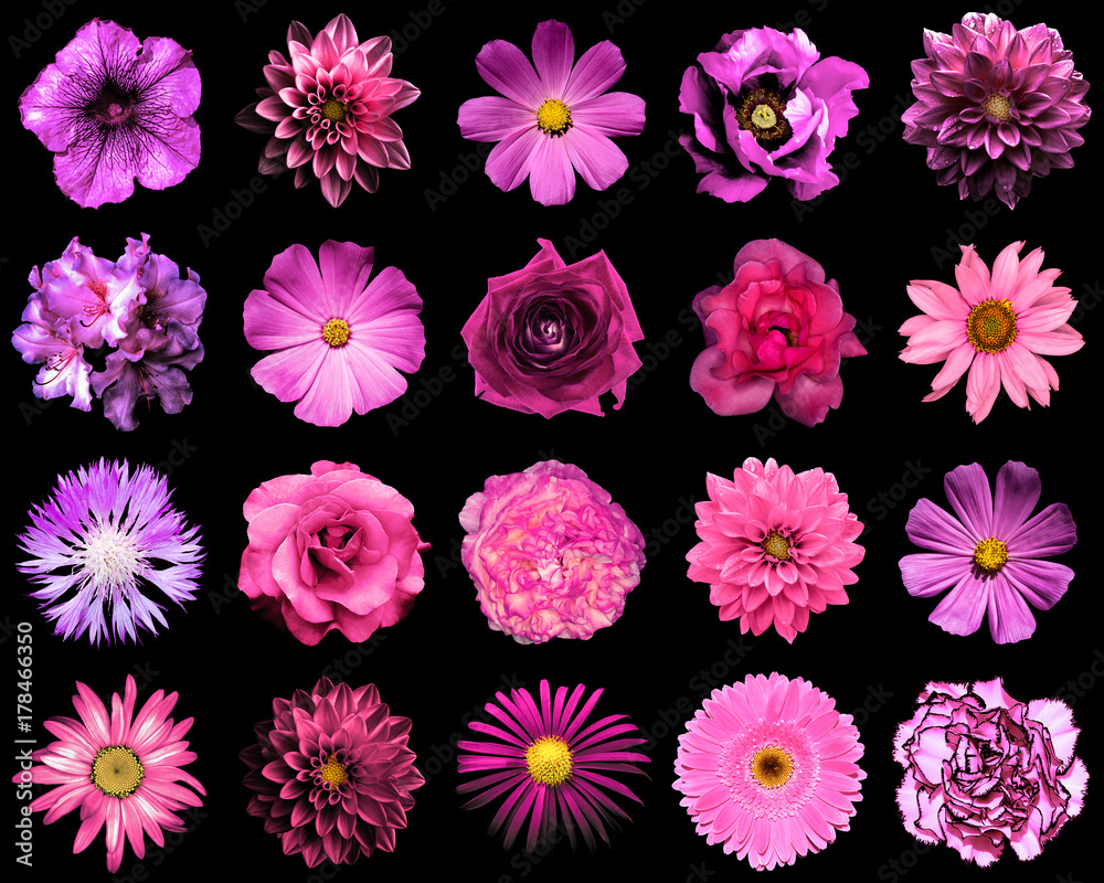Mix collage of natural and surreal pink and purple flowers 20 in 1: peony, dahlia, primula, aster, daisy, rose, gerbera, clove, chrysanthemum, cornflower, flax, pelargonium isolated on black