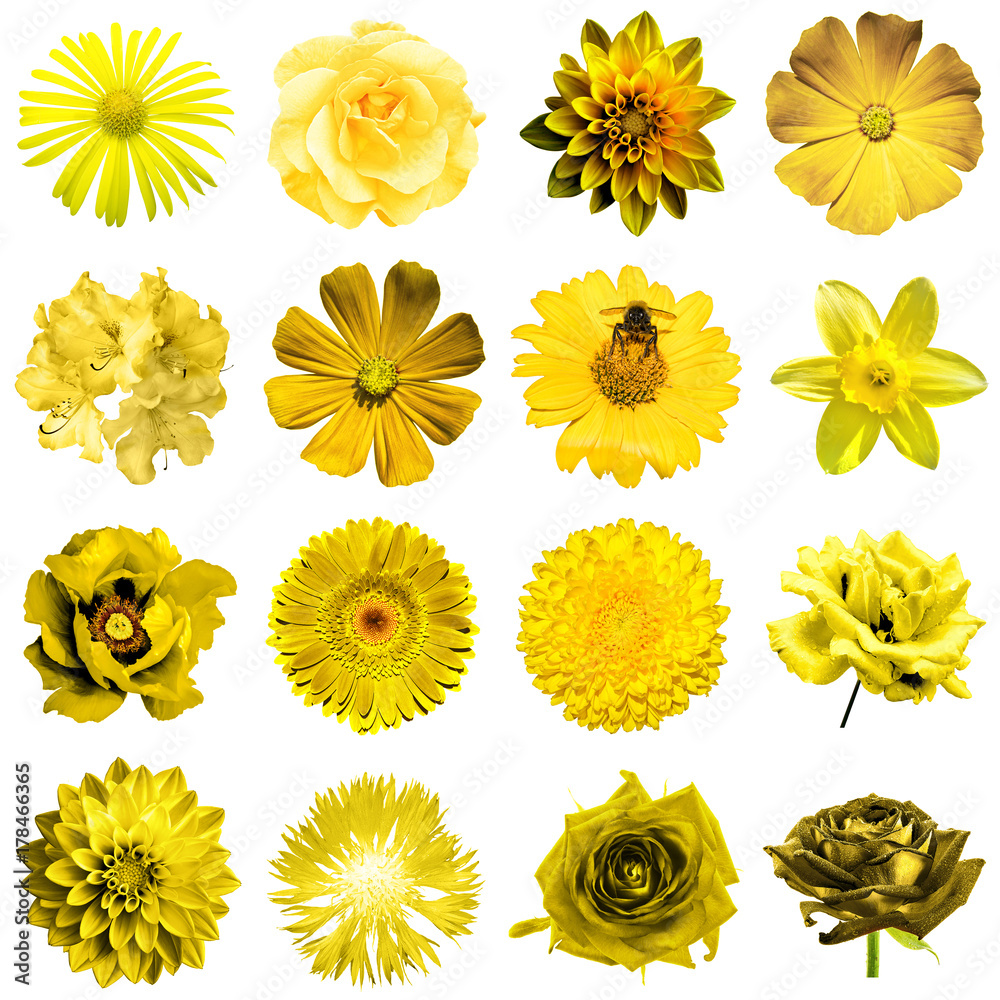 Mix collage of natural and surreal yellow flowers 16 in 1: peony, dahlia, primula, aster, daisy, rose, gerbera, clove, chrysanthemum, cornflower, flax, pelargonium isolated on white Mix collage of natural and surreal yellow flowers 16 in 1: peony, dahlia, primula, aster, daisy, rose, gerbera, clove, chrysanthemum, cornflower, flax, pelargonium isolated on white