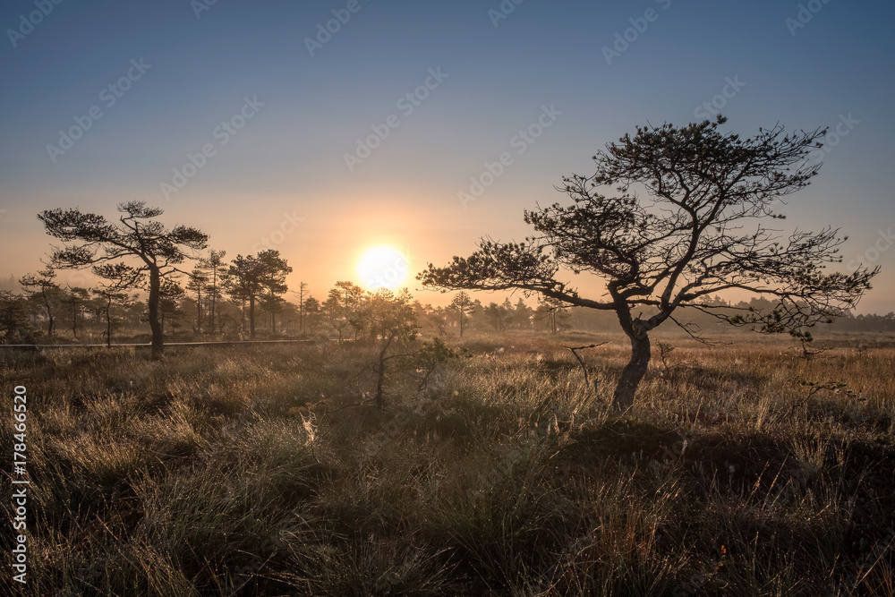 Scenic view from swamp at autumn morning in Torronsuo National park, Finland