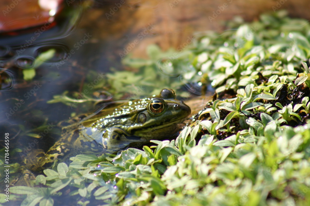 Frosch - Frosch -