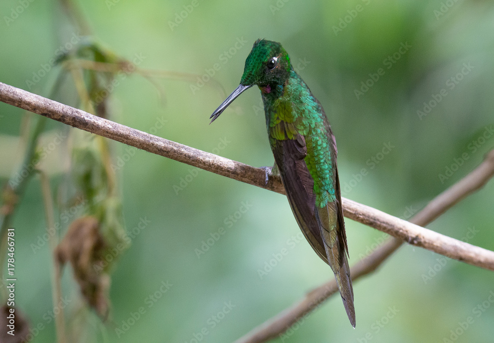 Hummingbird Hummingbird