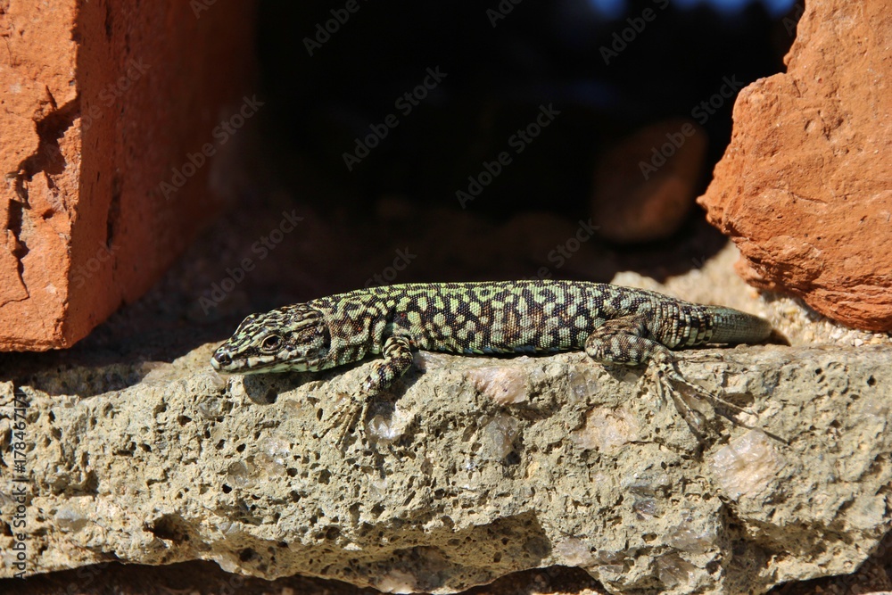 Close up of a green lizard on a rock. Elba island, Italy Close up of a green lizard on a rock. Elba island, Italy