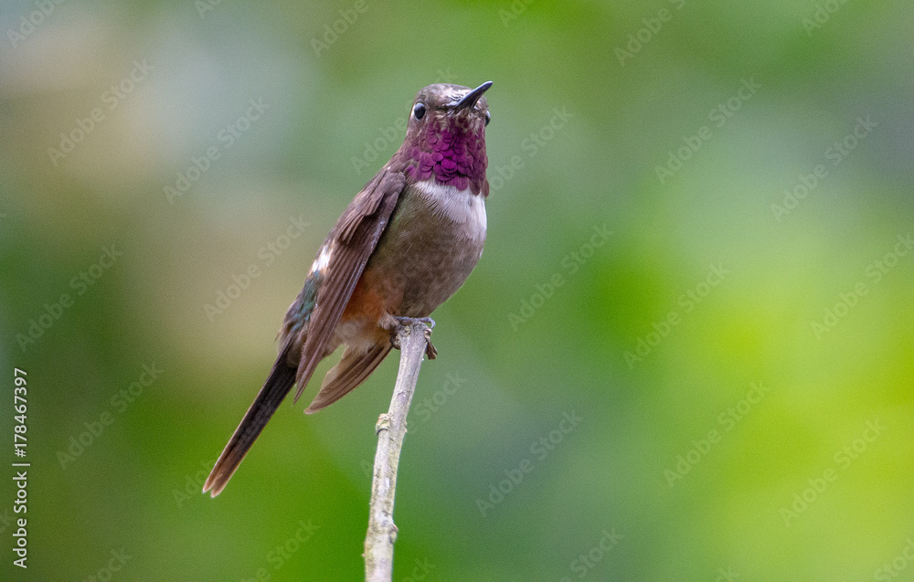 Fototapeta premium Hummingbird
