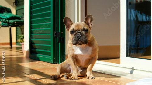 Happy French bulldog sitting on the floor at home