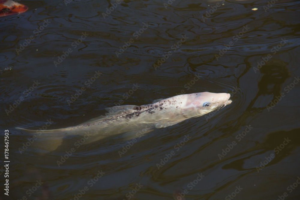 Obraz premium Sacred Koi