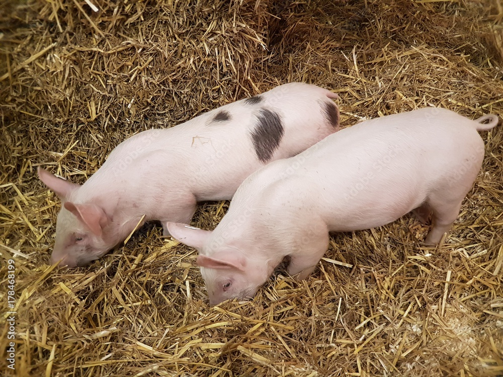 Piglet / Pigs  / farming