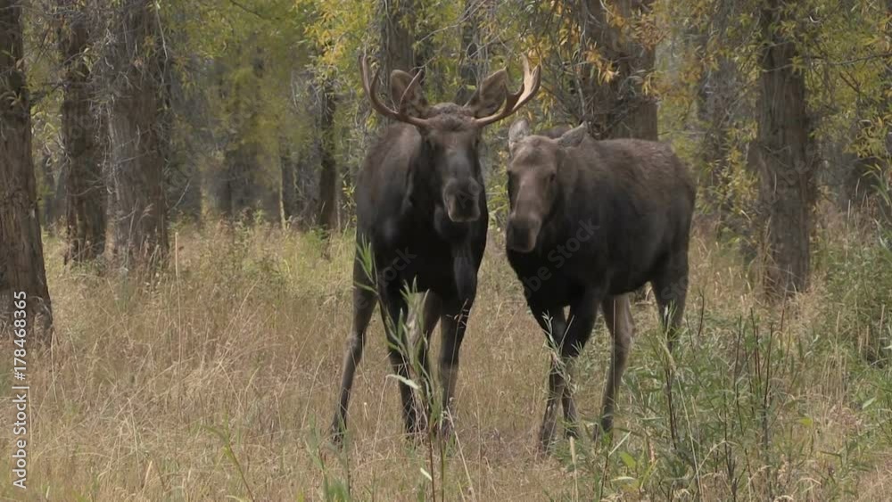 Bull and Cow Shiras Moose Rutting