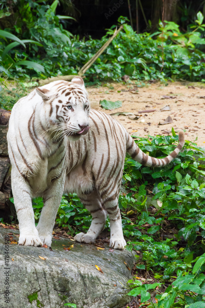 Obraz premium White tiger while looking for something to eat