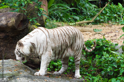 White tiger while looking for something to eat