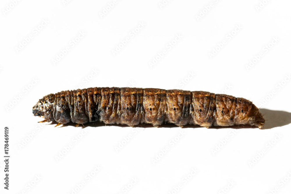 Breitflügelige Bandeule, Raupe, Schmetterling