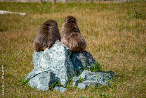 Macaque on the rock