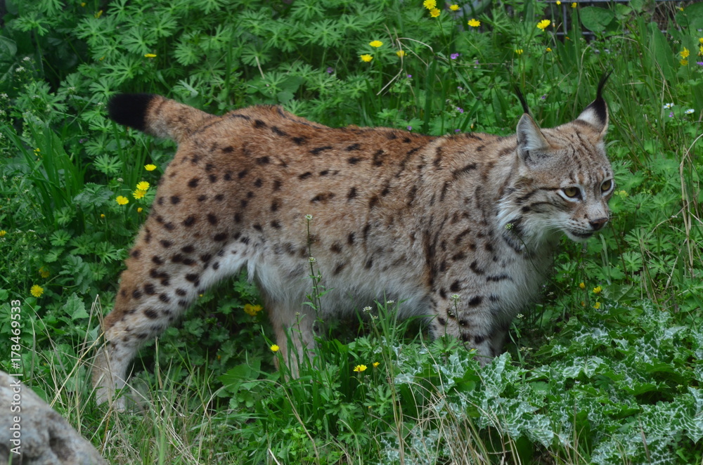 Young lynx carefully aproaching his prey Young lynx carefully aproaching his prey