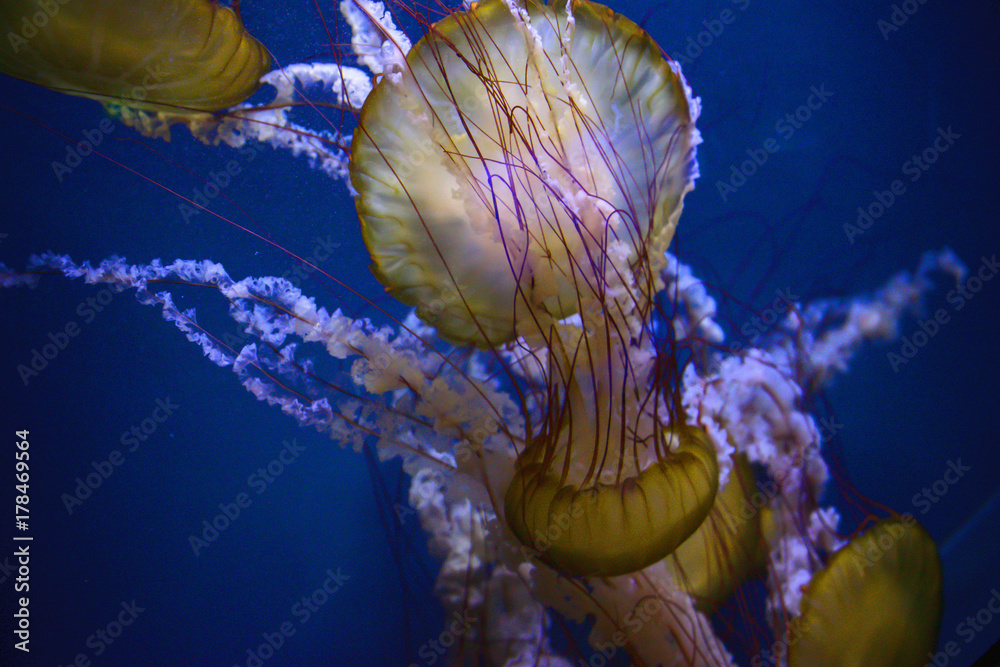 Fototapeta premium Glowing Jelly