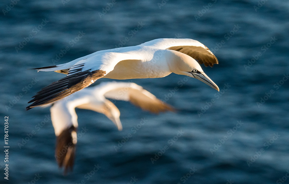 Obraz premium Northern Gannets