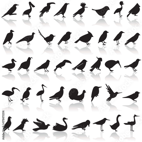 Bird icon set