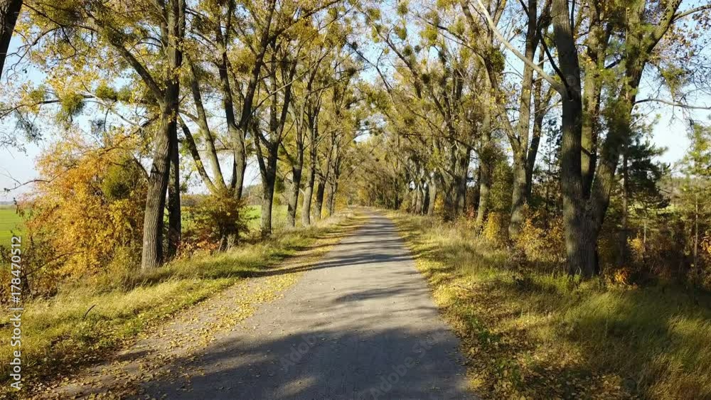 The road in the yellow autumn forest with alley The road in the yellow autumn forest with alley