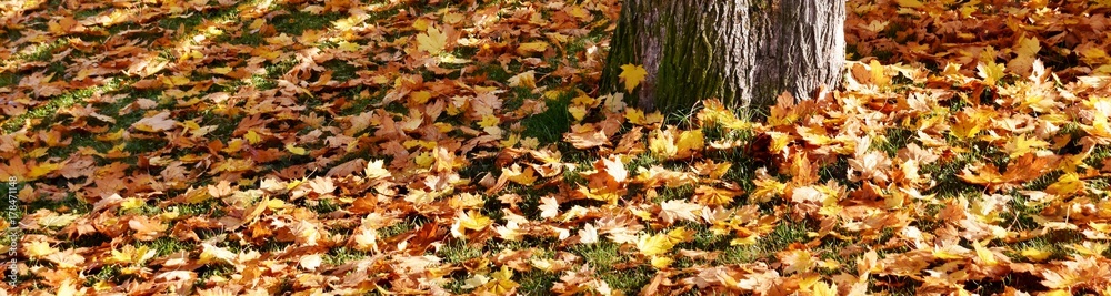 Close up of tree stem with Autumn colored maple leaves Close up of tree stem with Autumn colored maple leaves