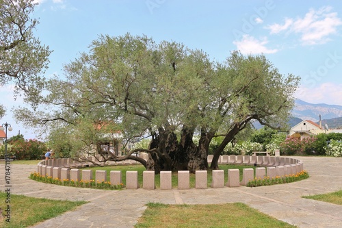 2242 years old olive tree: Stara Maslina in Old Bar, Montenegro. It is thought to be the oldest tree in Europe and is a tourist attraction. In the background the montenegrin mountains. Europe.