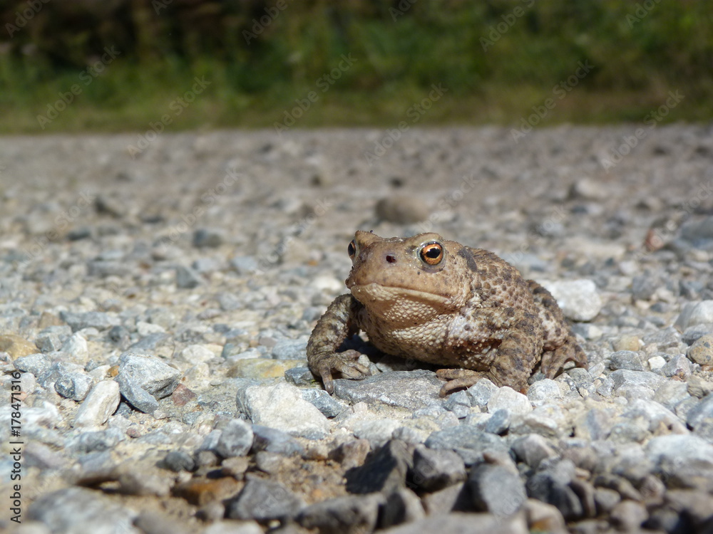 Obraz premium crapaud accoucheur