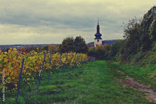 Weinberge vor der Kilianskirche in Nierstein