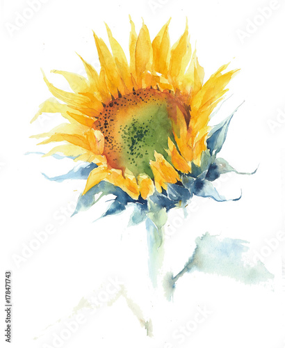 Naklejka Słonecznik pojedyncza kwiatu lata kwiatu akwareli obrazu żółta ilustracja odizolowywająca na białym tle