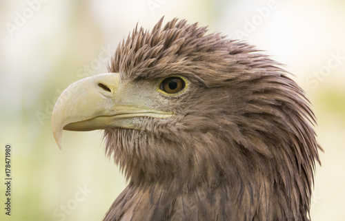 Close-up view of a White-tailed Eagle  Haliaeetus albicilla  