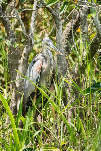 héron qui chasse embusqué dans les everglades photo