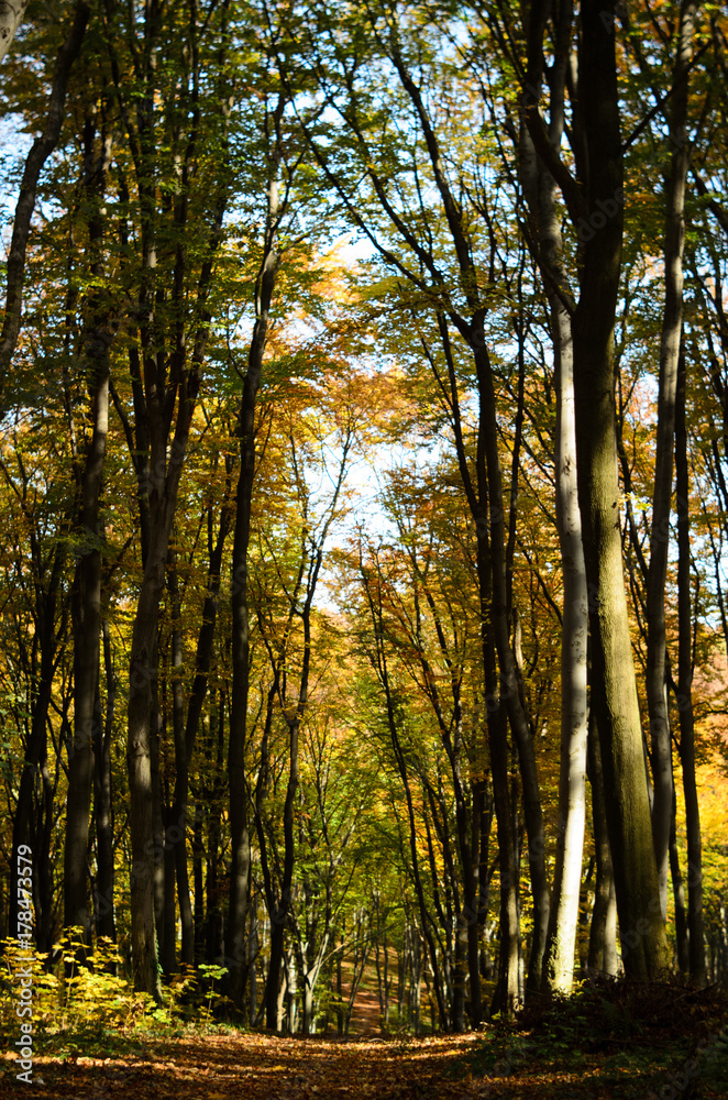 Gold autumn trees in the forest