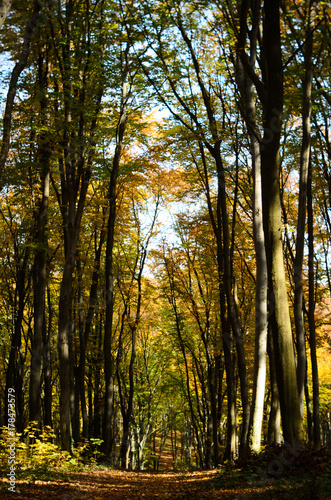 Obraz na płótnie Gold autumn trees in the forest w salonie