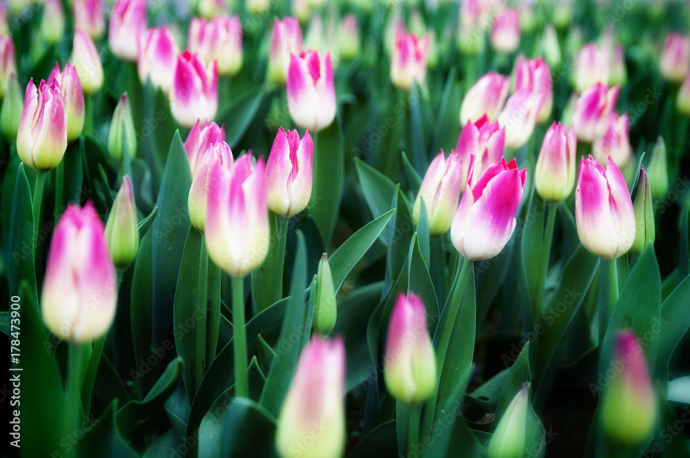 Boccioli di tulipani bianco rosa