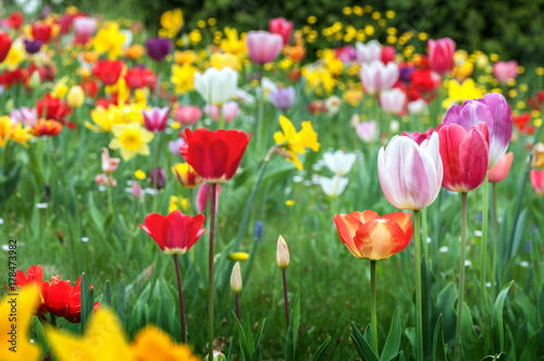 Tulipani multicolor © cristian
