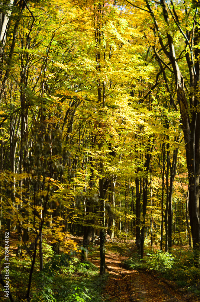 Gold autumn trees in the forest