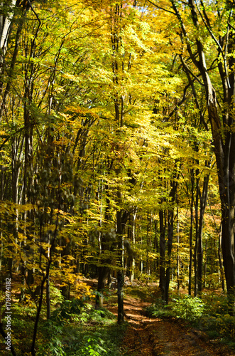 Obraz na płótnie Gold autumn trees in the forest w salonie