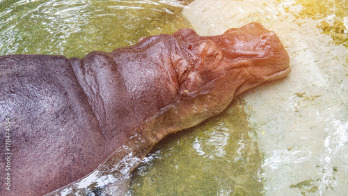 Hippopotamus sleeping in water happy smile