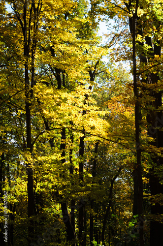 Gold autumn trees in the forest