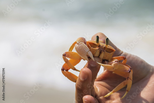 A crab